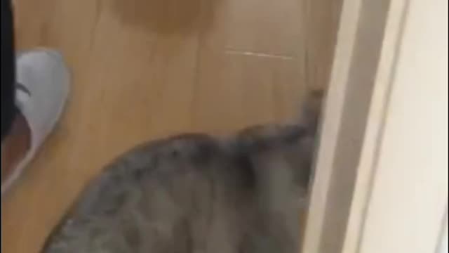 Cats have very simple minds
