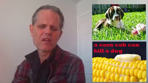 BEWARE - A CORN COB CAN KILL A DOG