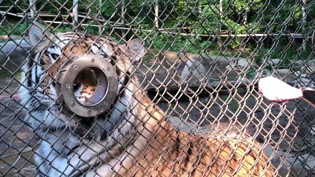 A huge tiger in Korea