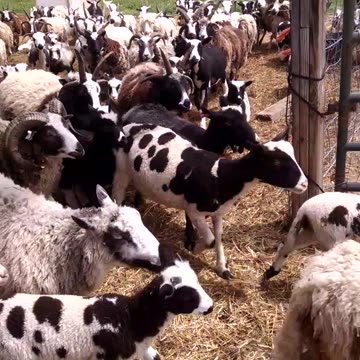 Letting the Sheep Out to Pasture - Thursday, May 11th 2017