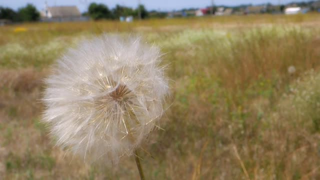 dandelion flower