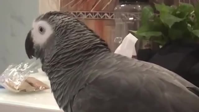 smart parrot bird