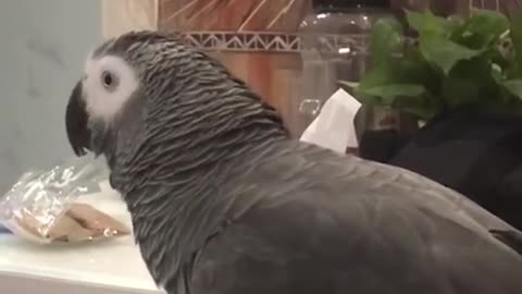 smart parrot bird