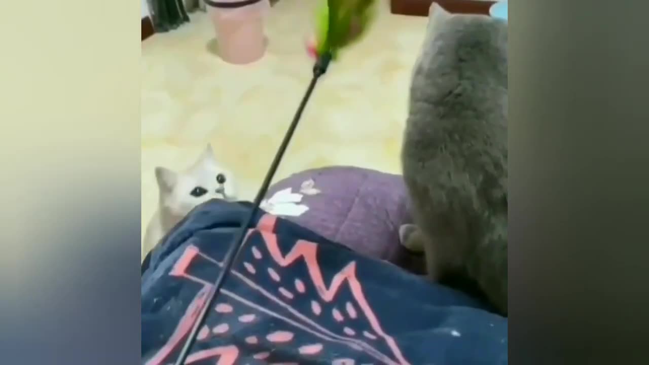 TOP 50 MOST FUNNY ANIMAL VIDEOS!!! - TRY NOT TO LAUGH!
