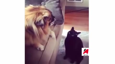 Funny Cats Compilation 2021 Funny Videos