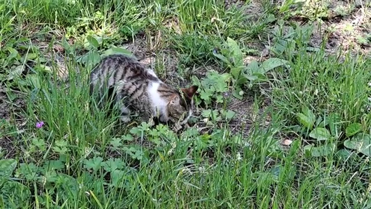 Cute cat eats food. Cute street cat.