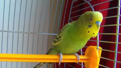 CUTE PARROT