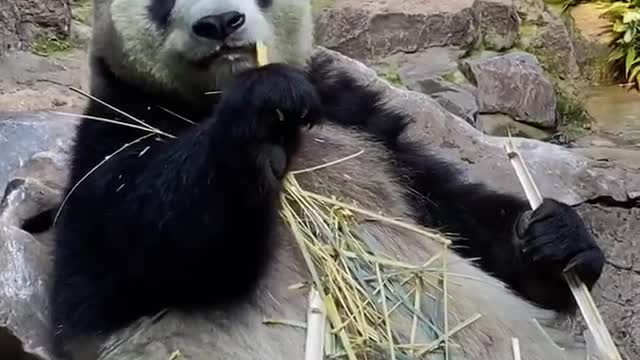 I wonder if you're eating or playing