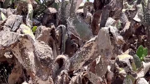 Tiny insect devastates Tunisia's prickly pear industry