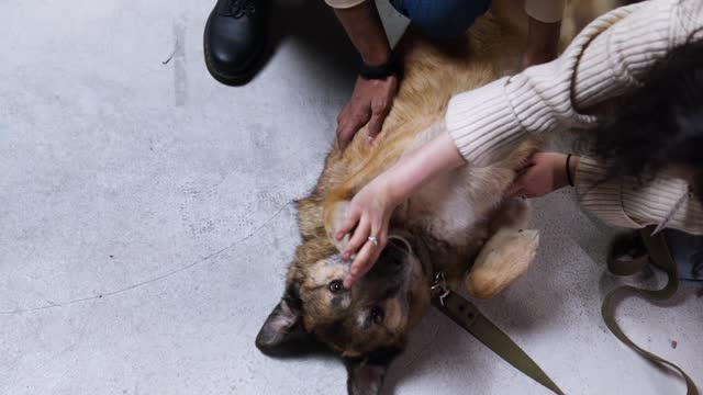 People Petting a Dog/how to draw a person petting a dog