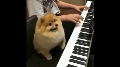 A dog playing the piano