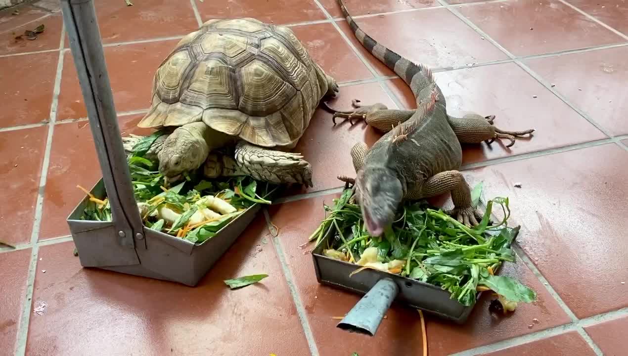 day off for lovely animals