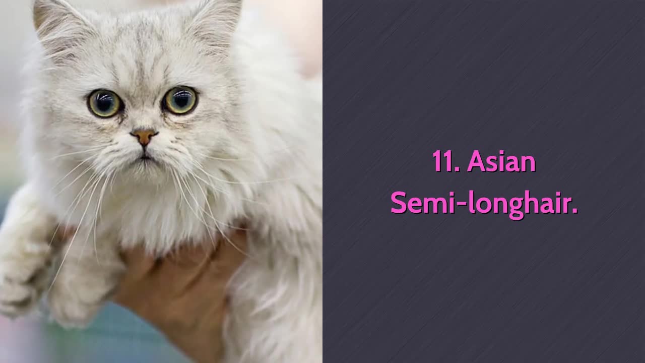 🐈 All Cat Breeds A-Z With Pictures! (all 98 breeds in the world)