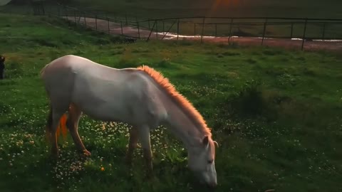 Horse, Beautiful view