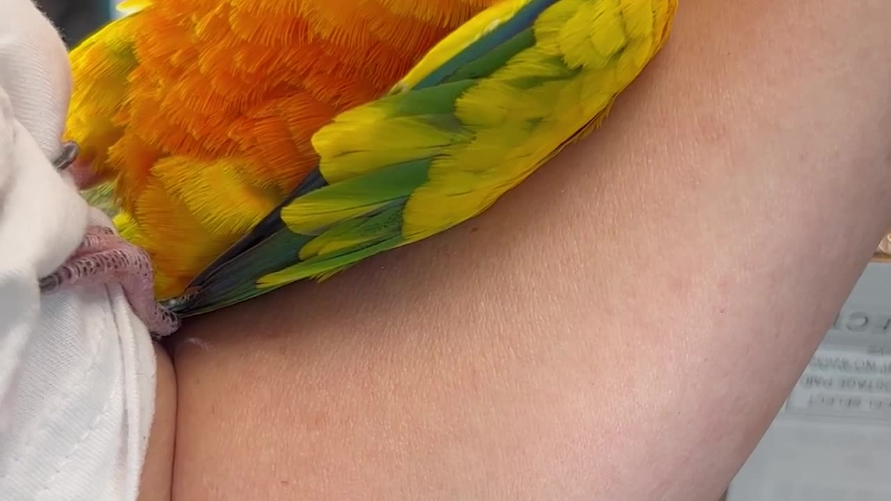 Adorable Bird Gently Dozes off on Person's Arm 🐦💭