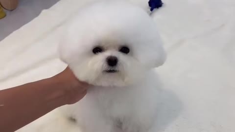Beautiful clips for pets