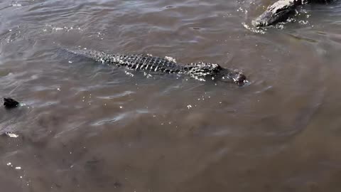 alligator feeding frenzy