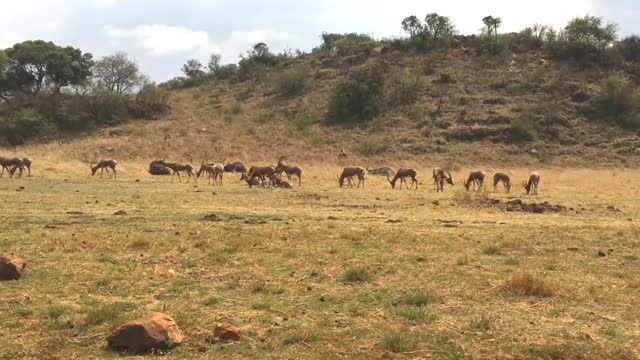 Funniest Animals Video South Africa