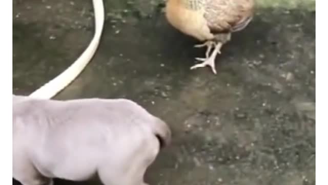 Dog vs chicken funny compilation