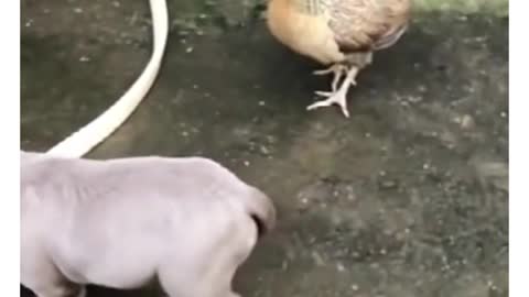 Dog vs chicken funny compilation