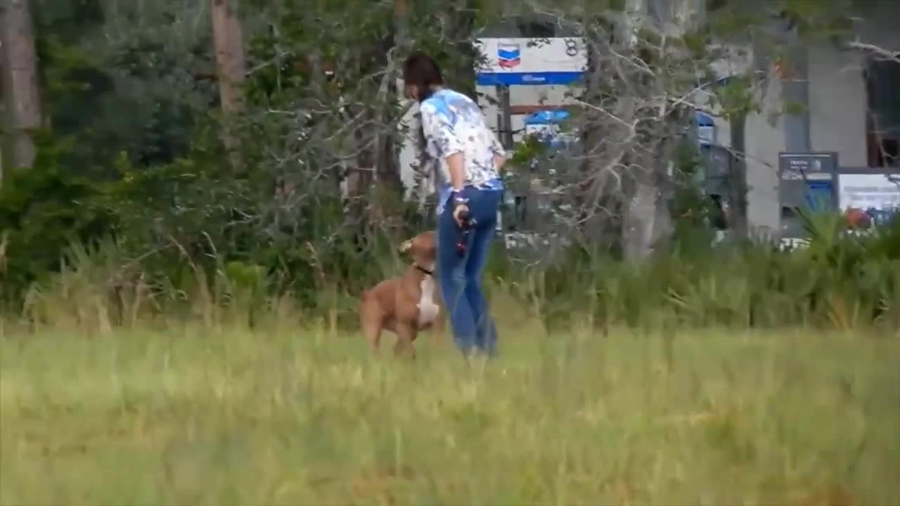 Amazing!!!😱 Wireless Dog Leash Demo