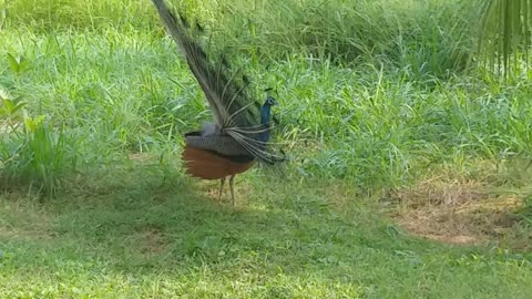 Happy time Peacock