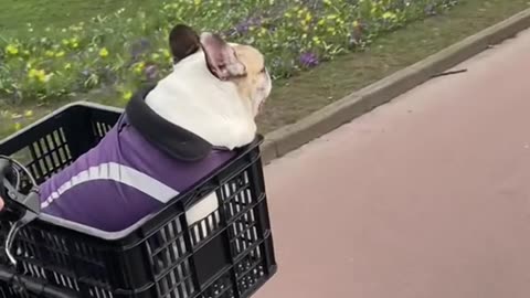 Funny Animals Compilation