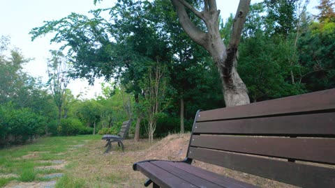 Serene Forest Scene with a Bench in Yeosu