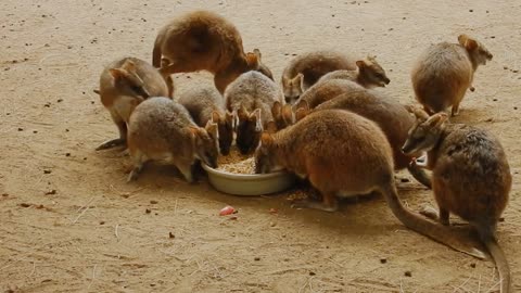 Animals play