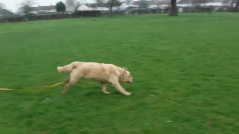 Golden Dog Training