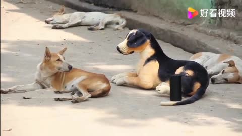 Dog sees another dog in front of him, climbs up and runs 2