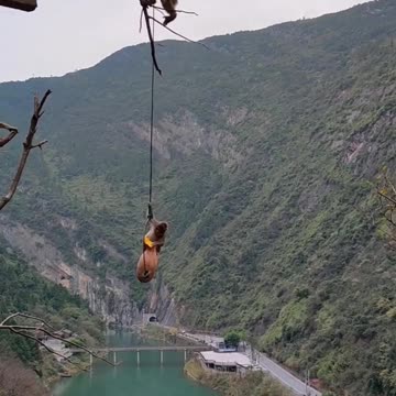 Monkeys playing with their friends.