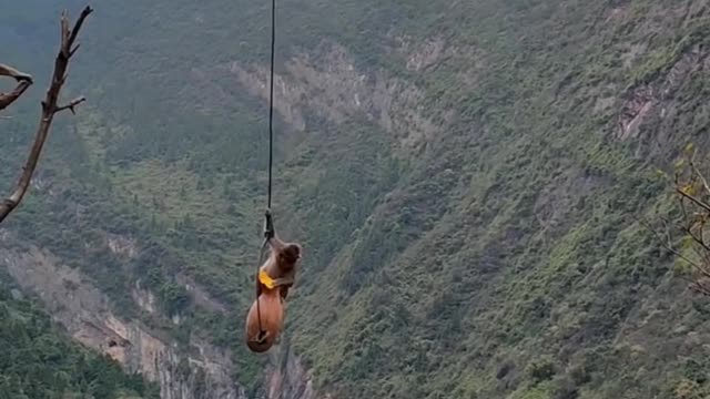 Monkeys playing with their friends.