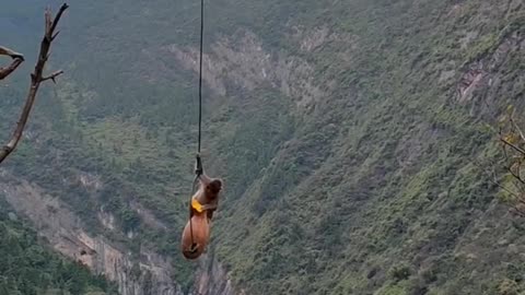 Monkeys playing with their friends.