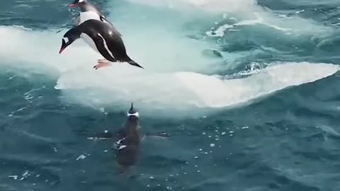 Many penguins play in the iceberg