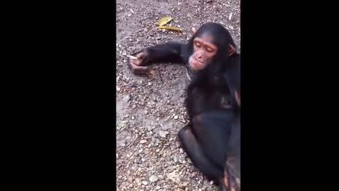 Epic Monkey Fails Compilation