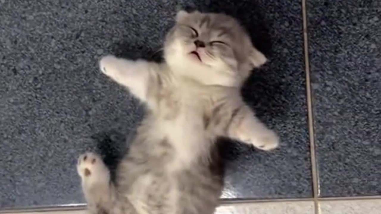 adorable Kittens Tickles 😭😻🐱