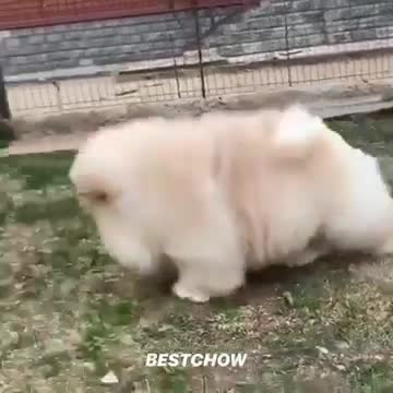 TOP 10 CUTEST CHOW CHOW PUPPY VIDEOS OF ALL TIME