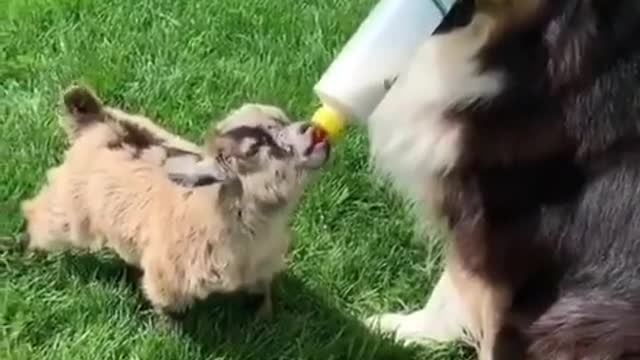 The dog suckles a goat, it is wonderful, the most beautiful thing you see today