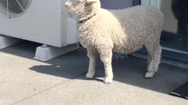 Stan the Lamb is Indifferent to Playtime