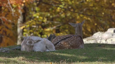 Deer Lying Down In The Forest