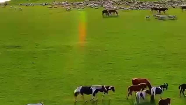 Nature is gorgeous free horses! Amazing footage