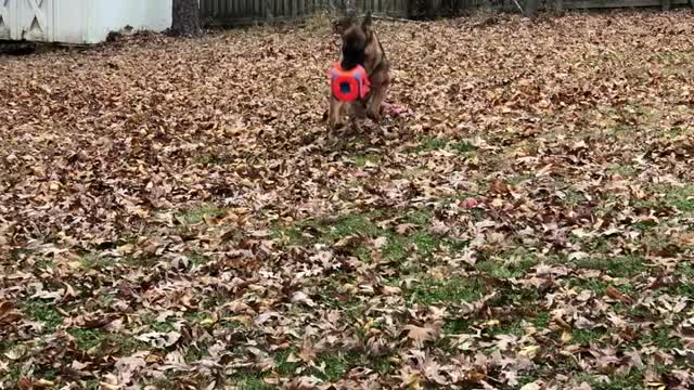 Alessa a 10 month old German Shepherd playing with cube