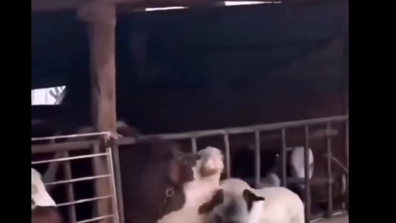 Dog Gets Depressed and Stops Eating After His Bull Friend Is Sent Away Then THIS happened!