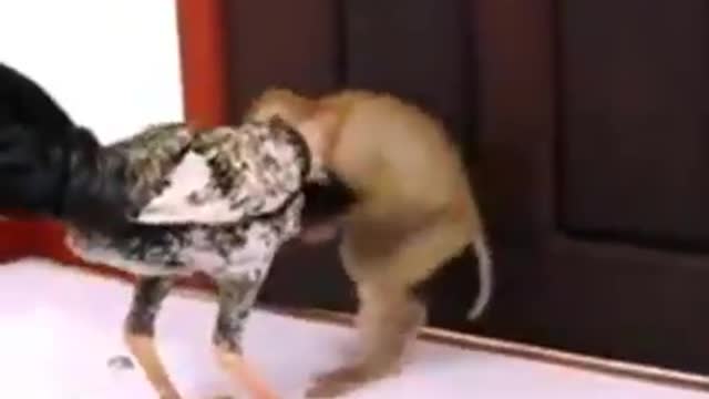 Funny vidio chicken VS monkey