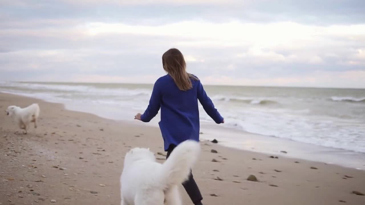 Back view of attractive young woman running with her dogs of the Samoyed breed by the sea