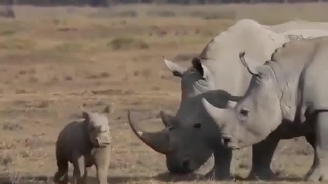 Baby rhino full of energy