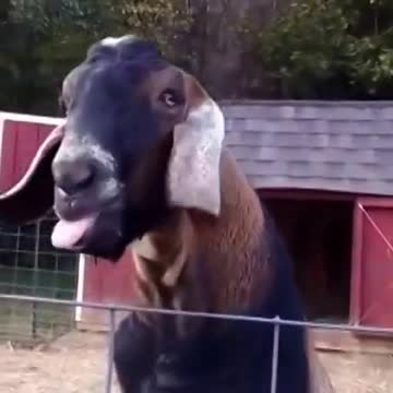 Funy goat ..really amazing