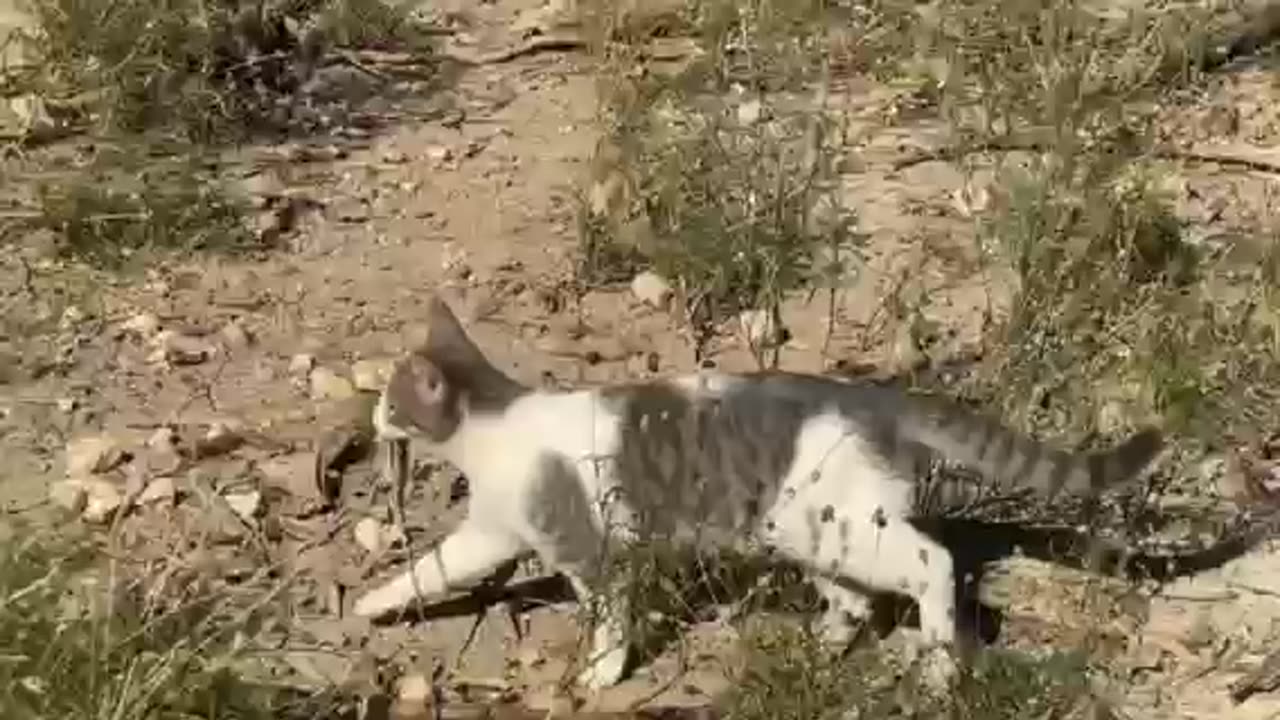 Barn Cat Catches Big Tree Lizard