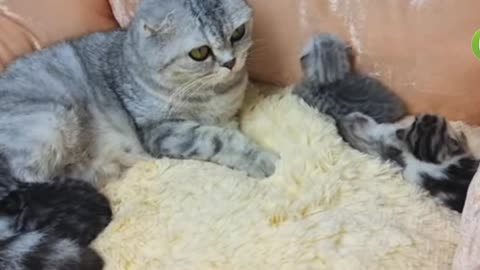 Dad cat meet his born kitty and kiss mom cat